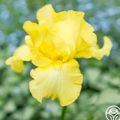 Harvest of Memories>Heirloom Roses Online