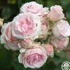 Hawkeye Belle>Heirloom Roses New