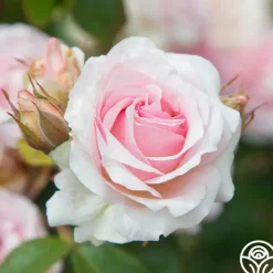 Hawkeye Belle>Heirloom Roses New