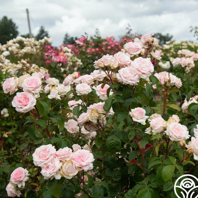 Hawkeye Belle>Heirloom Roses New