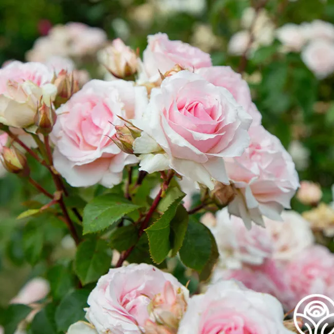 Hawkeye Belle>Heirloom Roses New