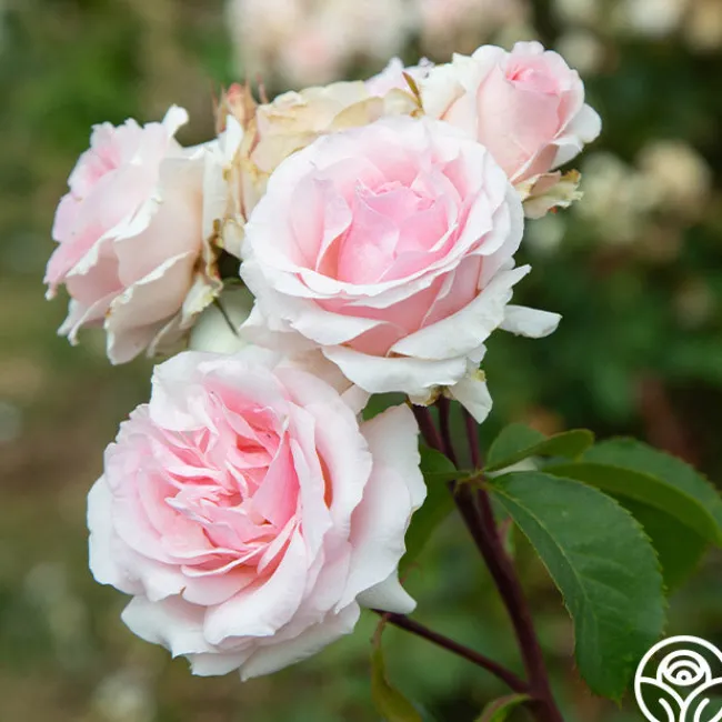 Hawkeye Belle>Heirloom Roses New