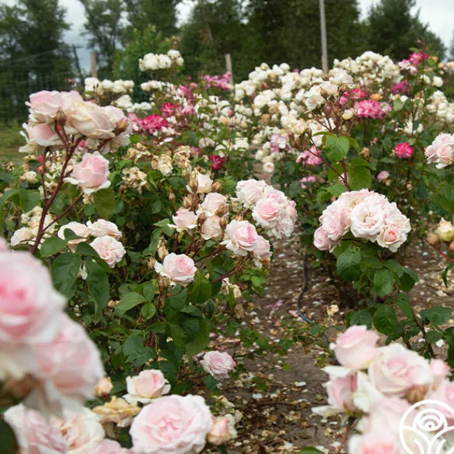 Hawkeye Belle>Heirloom Roses New