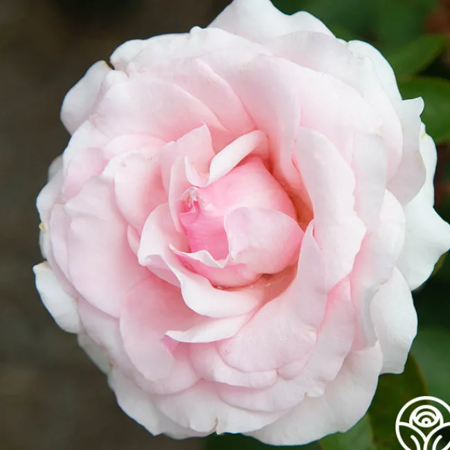 Hawkeye Belle>Heirloom Roses New