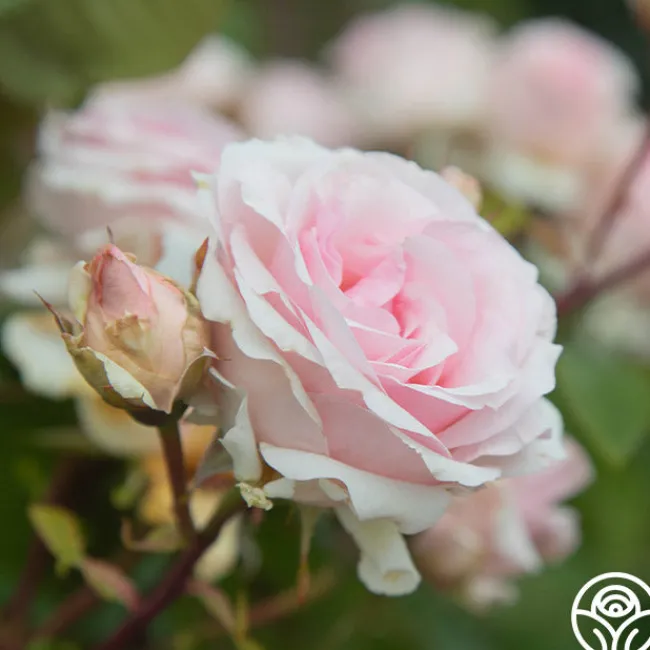 Hawkeye Belle>Heirloom Roses New