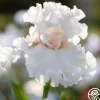 Head Over Heels>Heirloom Roses Clearance