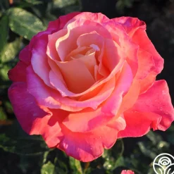 Heart O' Gold™>Heirloom Roses Discount