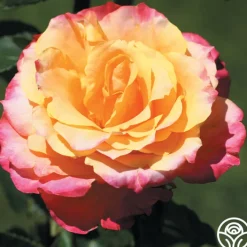 Heart O' Gold™>Heirloom Roses Discount