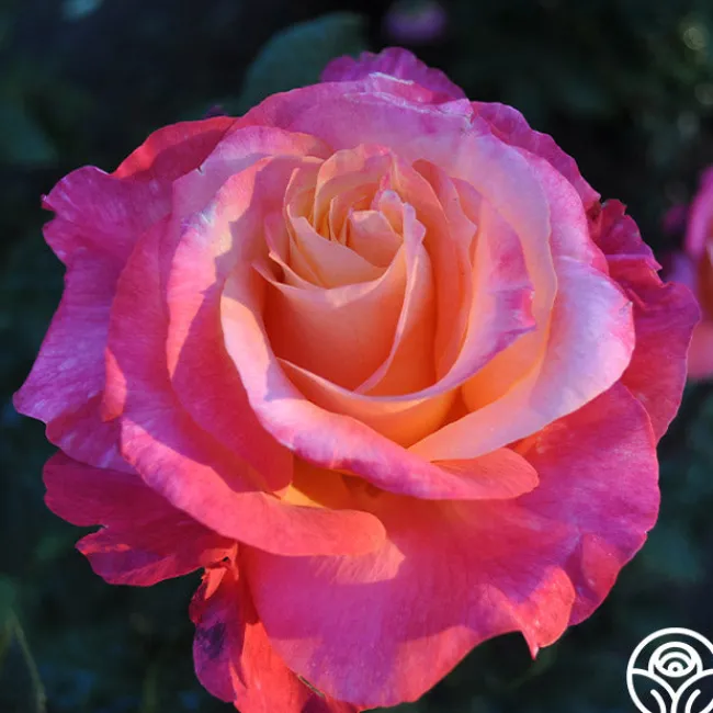 Heart O' Gold™>Heirloom Roses Discount