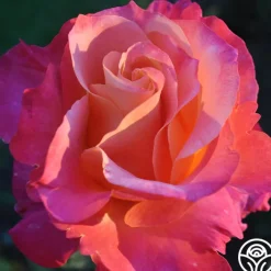 Heart O' Gold™><noscript><img width=