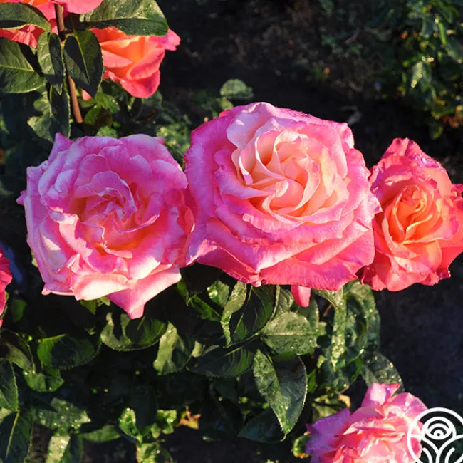 Heart O' Gold™>Heirloom Roses Discount
