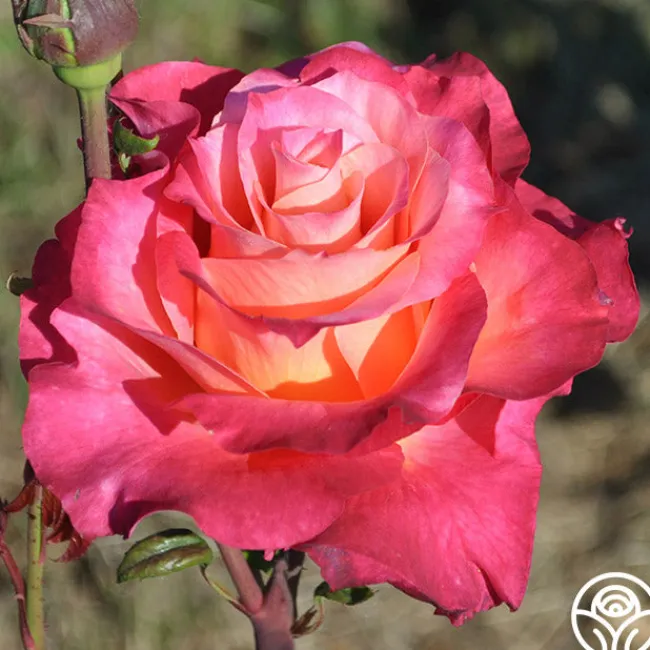 Heart O' Gold™>Heirloom Roses Discount