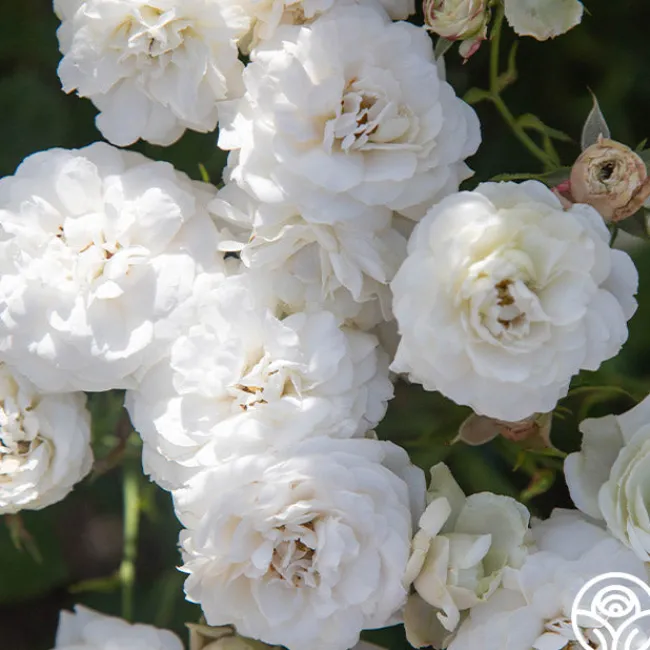 Heinrich Blanc>Heirloom Roses Online