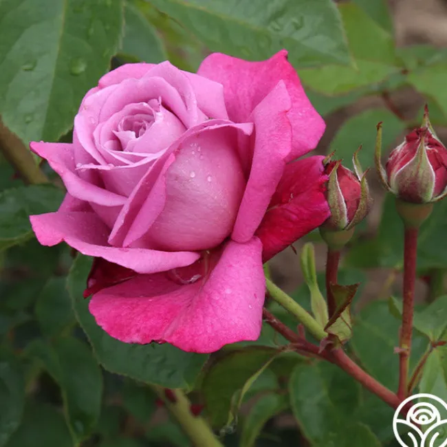 Heirloom>Heirloom Roses Sale