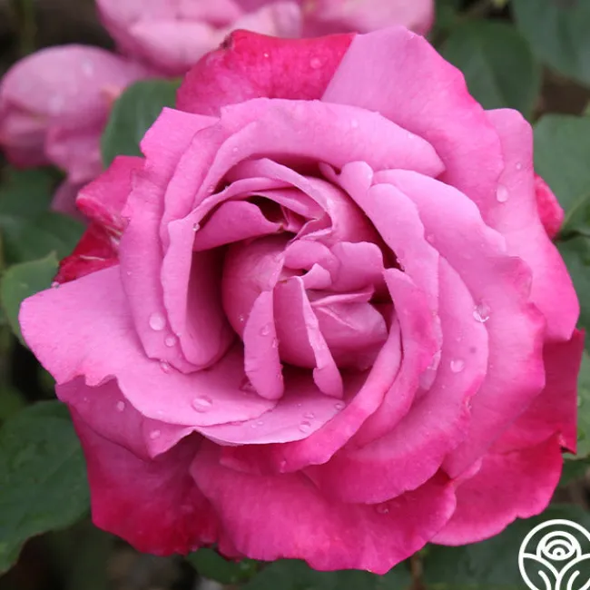 Heirloom>Heirloom Roses Sale