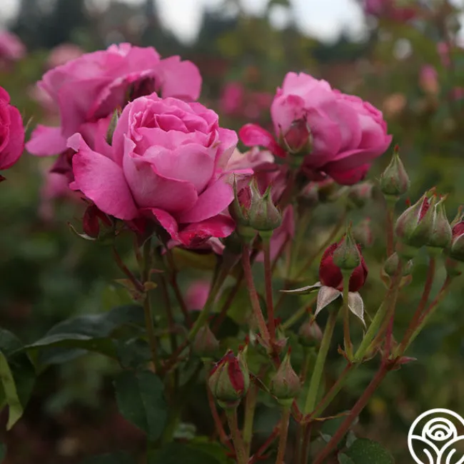 Heirloom>Heirloom Roses Sale