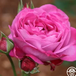 Heirloom><noscript><img width=