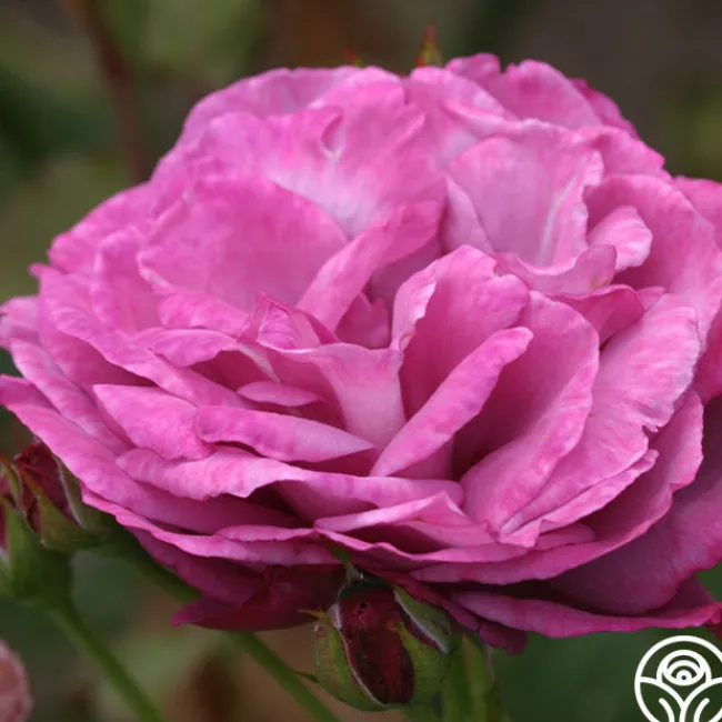 Heirloom>Heirloom Roses Sale