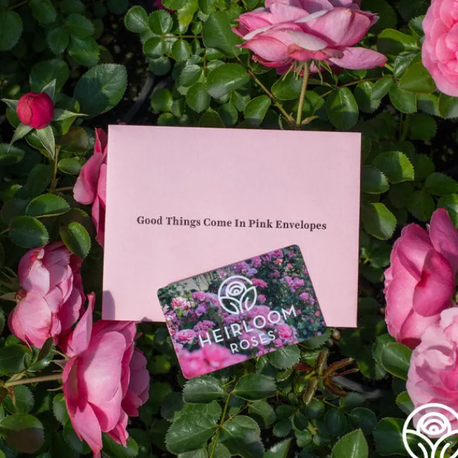 Gift Card (Tangible)>Heirloom Roses Discount