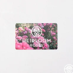 Gift Card (Tangible)><noscript><img width=