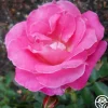 Hermina>Heirloom Roses Sale