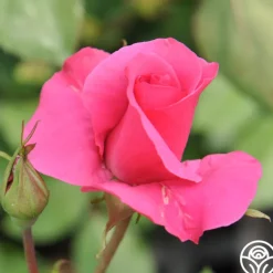 Hi, Neighbor><noscript><img width=
