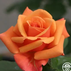 High Sheriff™>Heirloom Roses Clearance