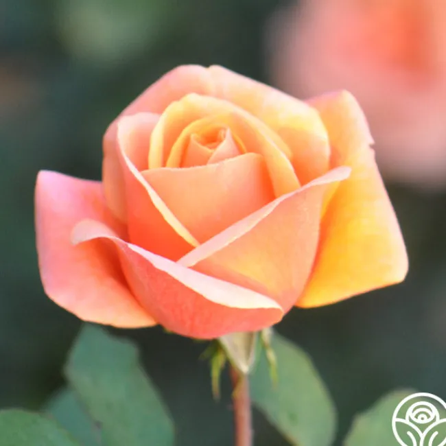 High Sheriff™>Heirloom Roses Clearance