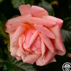 High Sheriff™><noscript><img width=
