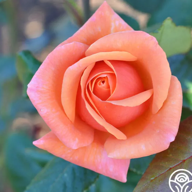 High Sheriff™>Heirloom Roses Clearance