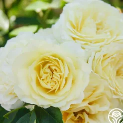Highfield®>Heirloom Roses Sale