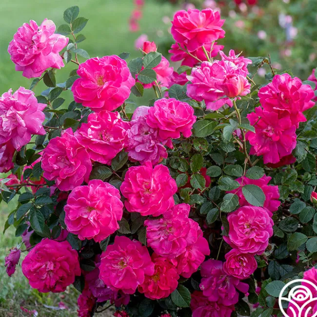 Highwire Flyer™>Heirloom Roses Discount