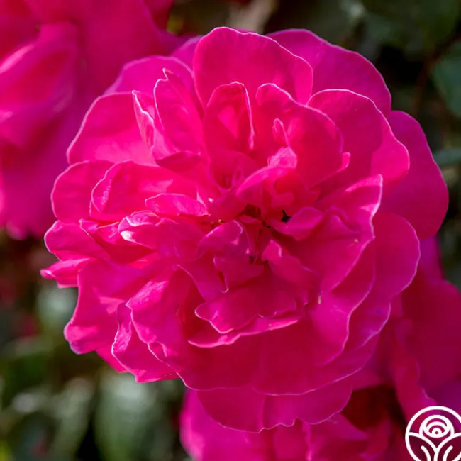 Highwire Flyer™>Heirloom Roses Discount