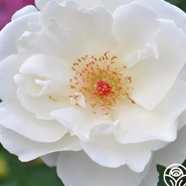 Home And Family™>Heirloom Roses Online