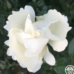 Home And Family™><noscript><img width=