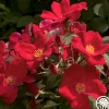 Home Run™>Heirloom Roses Hot