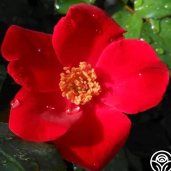 Home Run™>Heirloom Roses Hot