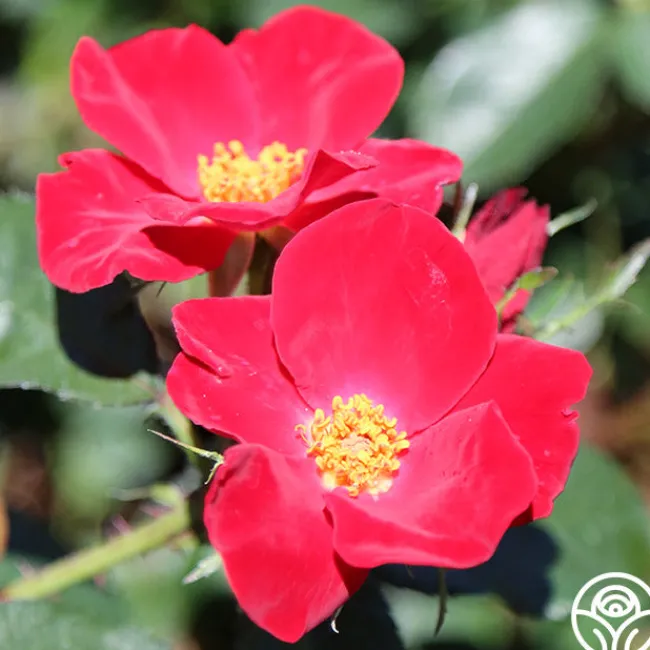Home Run™>Heirloom Roses Hot