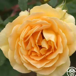 Honey Bouquet><noscript><img width=