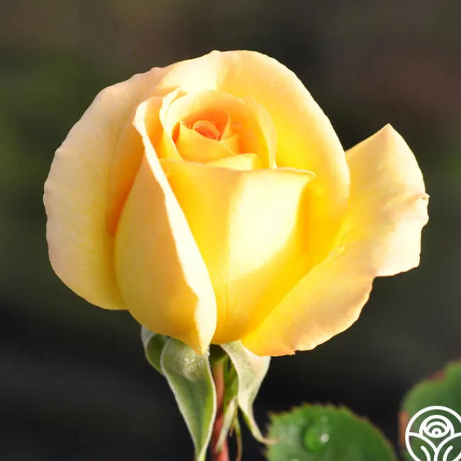 Honey Bouquet>Heirloom Roses New