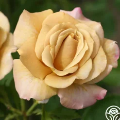 Honey Dijon™>Heirloom Roses New