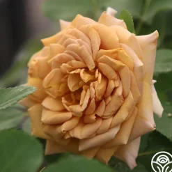 Honey Dijon™>Heirloom Roses New