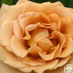 Honey Dijon™><noscript><img width=