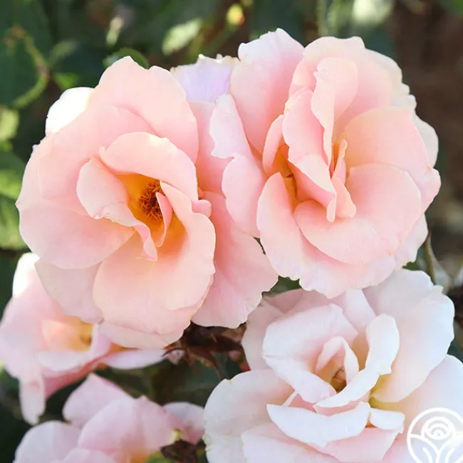 Honey Nectar™>Heirloom Roses Sale