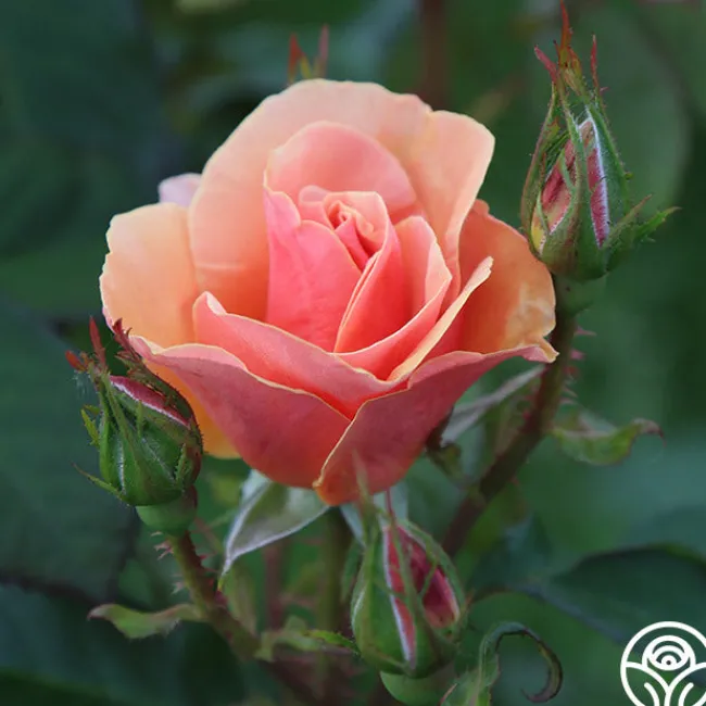 Honey Nectar™>Heirloom Roses Sale