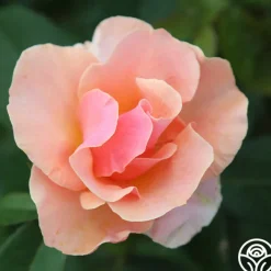 Honey Nectar™><noscript><img width=