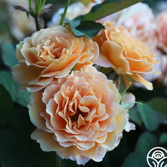 Honey Perfume™>Heirloom Roses Discount