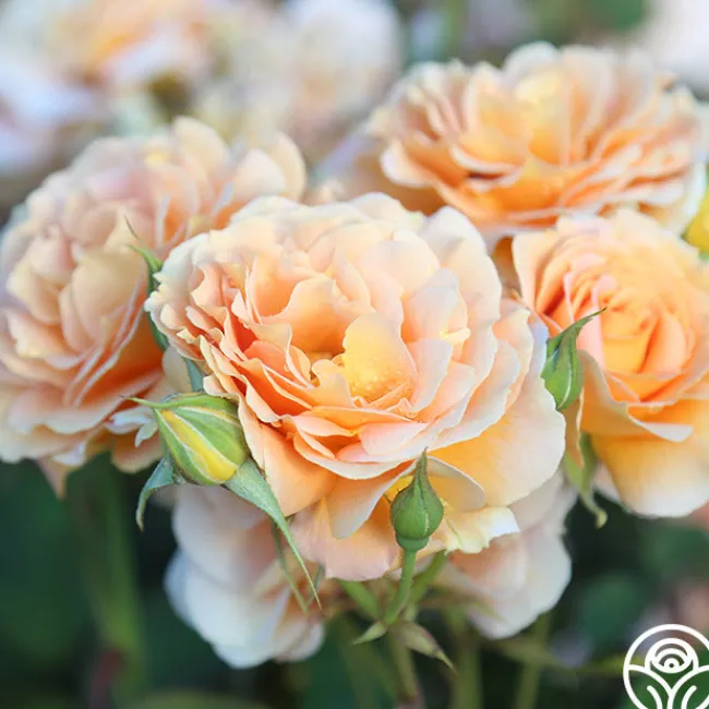 Honey Perfume™>Heirloom Roses Discount