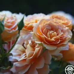 Honey Perfume™><noscript><img width=