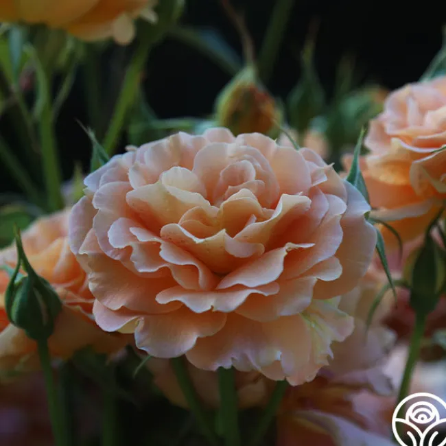 Honey Perfume™>Heirloom Roses Discount